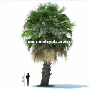 3д модель тропической большой пальмы
