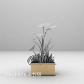 Wide Leaved Plant Bonsai 3d model