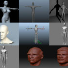 10 Lowpoly Базовые модели персонажей сетки 3D