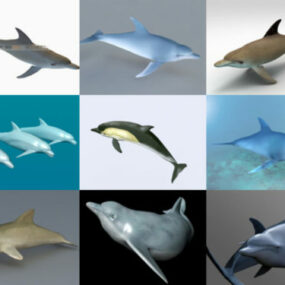 10 realistista delfiinien ilmaista 3D-mallikokoelmaa