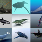 Sbírka 12 realistických velryb zdarma 3D modely