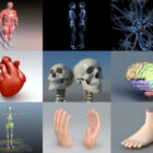 20 मानव शरीर रचना निःशुल्क 3डी मॉडल संग्रह