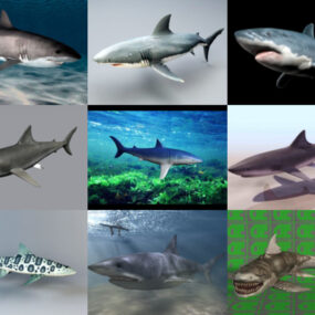 10 Model 3D Shark Realistik – Minggu 2020-44