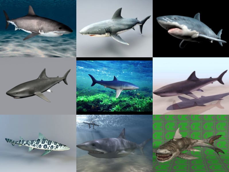 10 modelos 3D realistas de tubarão - Semana 2020-44
