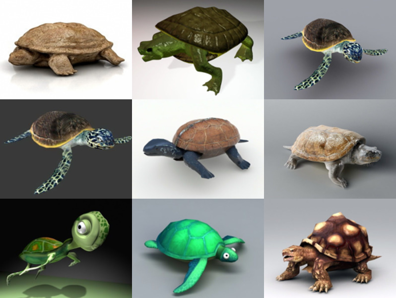 Kolekce 10 modelů želv 3D - týden 2020-44