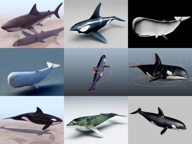 10 Whale 3D Models Collection – Week 2020-44