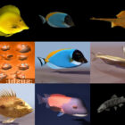 12 3ds Max 3D-моделі риби - День 18 жовтня 2020 року