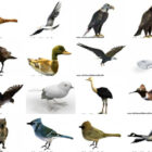 20 Lowpoly Modele 3D zwierząt ptaków - tydzień 2020-43