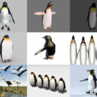 9 realistische pinguïn 3D-modellen – week 2020-44