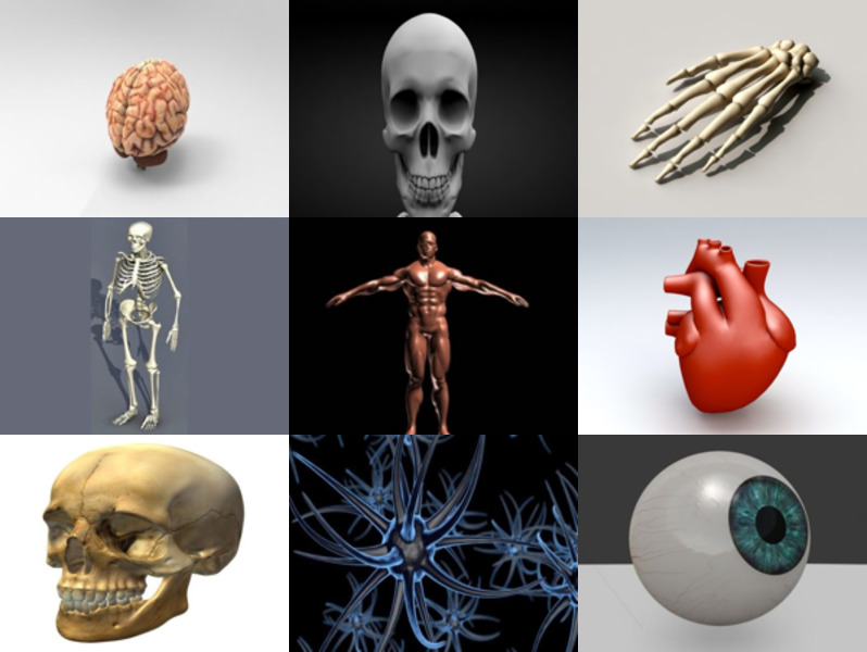 Colección de 10 modelos 3D gratuitos de anatomía humana - Semana 2020-46