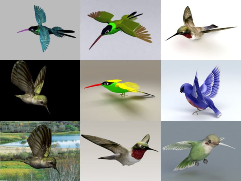 10 kolibříků zdarma 3D kolekce modelů