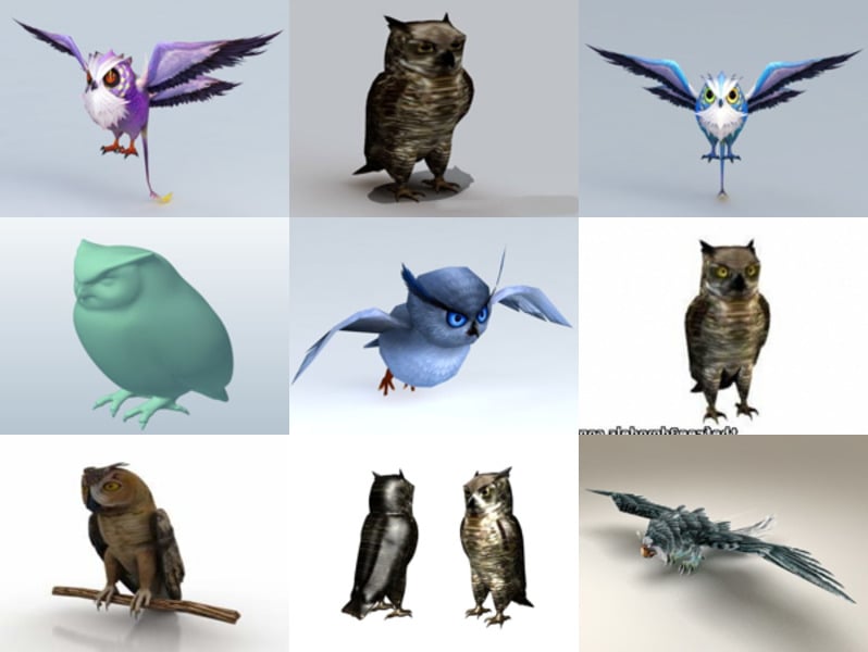 10 Owl Bird Animal 3D-modellencollectie