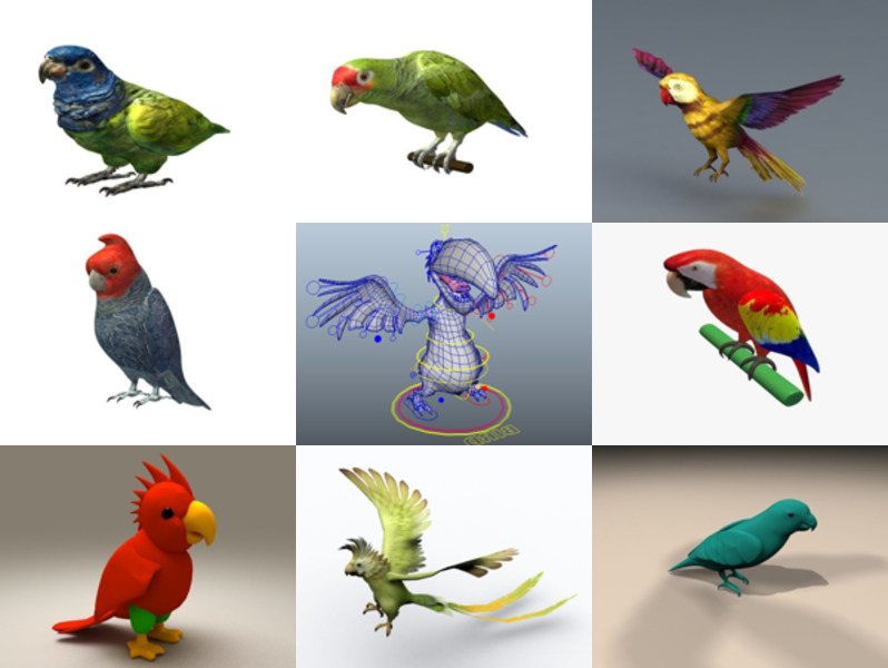 12 realistiska papegojfria 3D-modeller