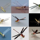 9 Realistisk Dragonfly Free 3D-modeller Collection