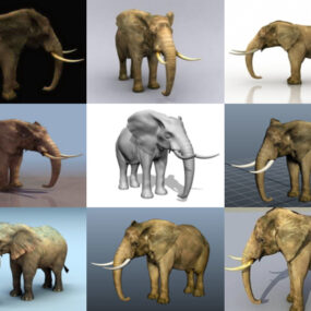 Lataa 10 realistista norsun eläintä ilmaiseksi 3D-mallia - erittäin yksityiskohtainen 3D-eläin