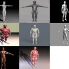 8 Human Body Free 3D Models Anatomy: Female, Male, Muscles