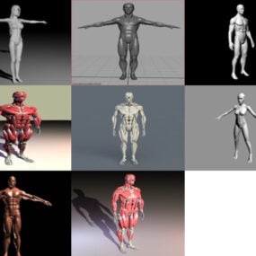 8 menneskekroppsfrie 3D-modeller Anatomi: kvinne, mann, muskler