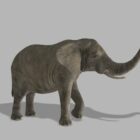 Realistic Elephant Animal