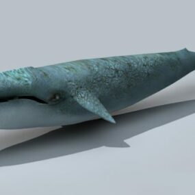 Modello 3d di balena adulta