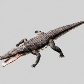 Alligator med Rigged 3d model