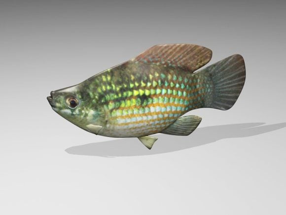 Fish Flagfish
