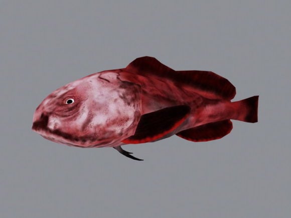 Blobfish rouge animé