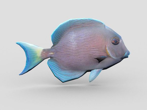 Cluiche Blue Tang Éisc Rigged