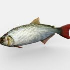 Animated Brycon Fish
