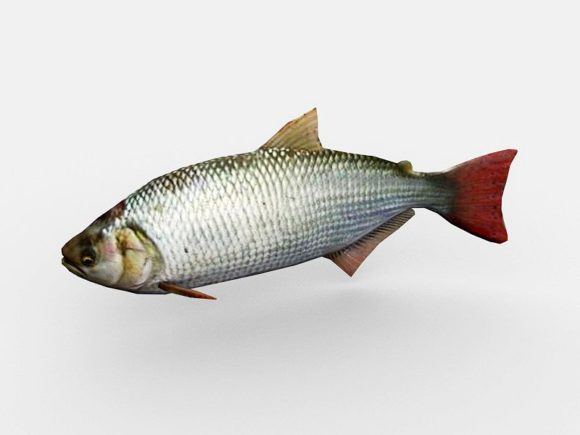 Animated Brycon Fish