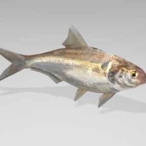 Low Poly Shad Fish Animovaný 3D model