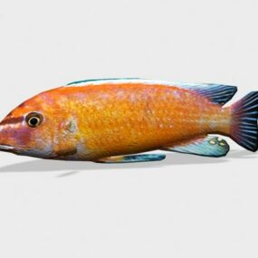 Modello 3d del pesce angelo marino