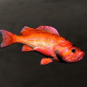 Rockfish animeret Rigged 3d model