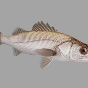Steelhead Fish Animal 3d model