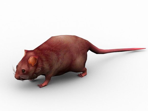 Ratón salvaje animado