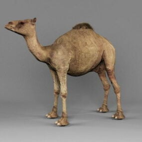 Modelo 3d de camelo do deserto árabe