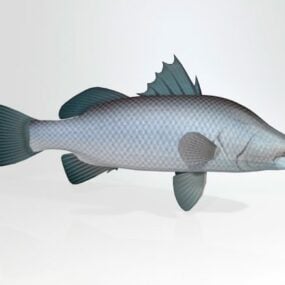 Barramundi Sea Bass Fish 3d-modell
