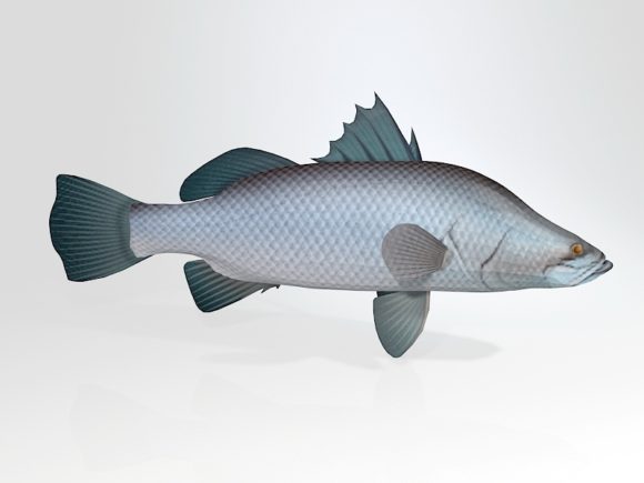 Barramundi Sea Bass Fish