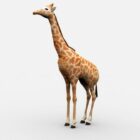Mooie Giraf