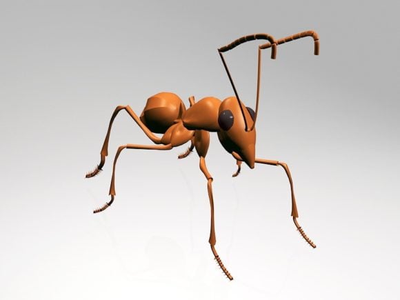 Red Ant Insect