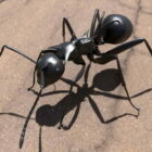 Black Ant Crawling