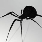 Araña viuda negro