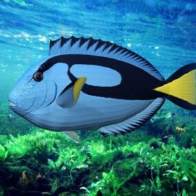 Blue Sea Tang Fish 3d-malli