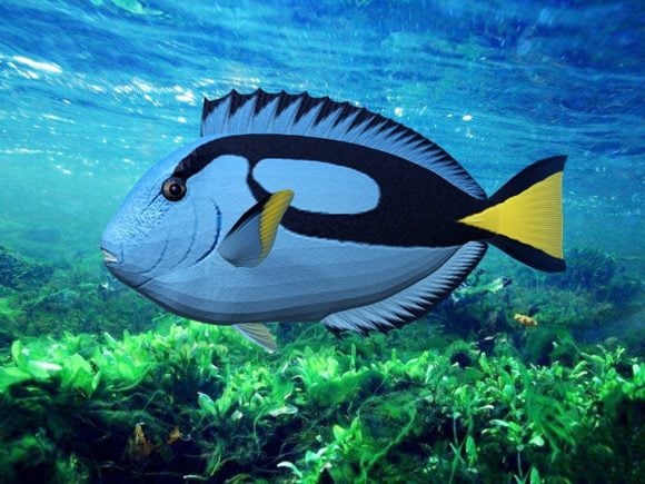 Blue Sea Tang Fish