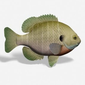 Bluegill Fish 3d model