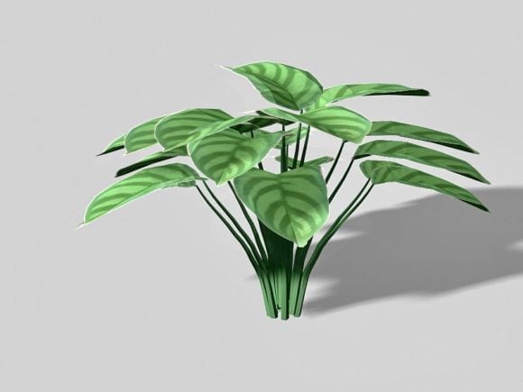 Calathea Zebrina-växt