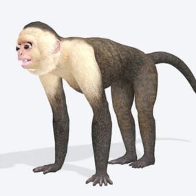 Mono capuchino modelo 3d
