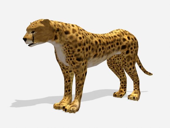 Lowpoly Cheetah Leopard