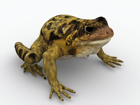 Garden Toad Frog