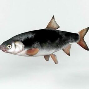 River Nase Fish 3d model