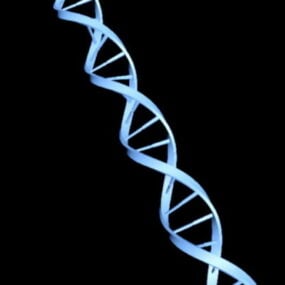 DNA 3d malli